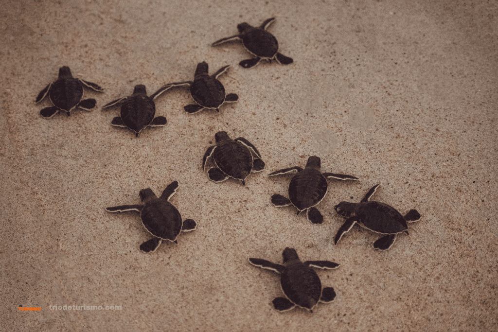 Naissance des tortues, parc national de Tortuguero, Costa Rica