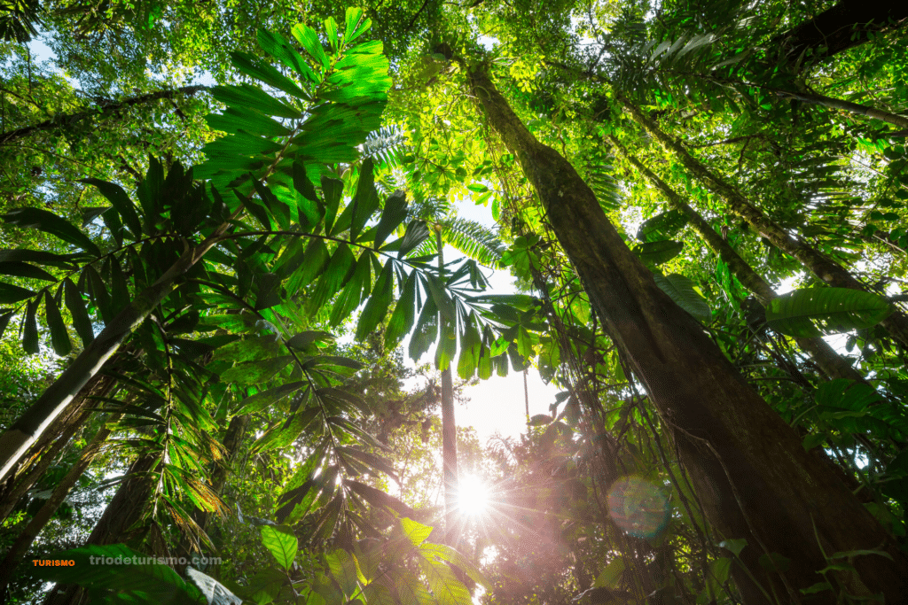 Forêt tropicale du Costa Rica