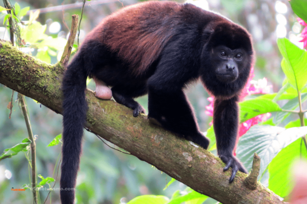 Les singes du Costa Rica, le singe hurleur