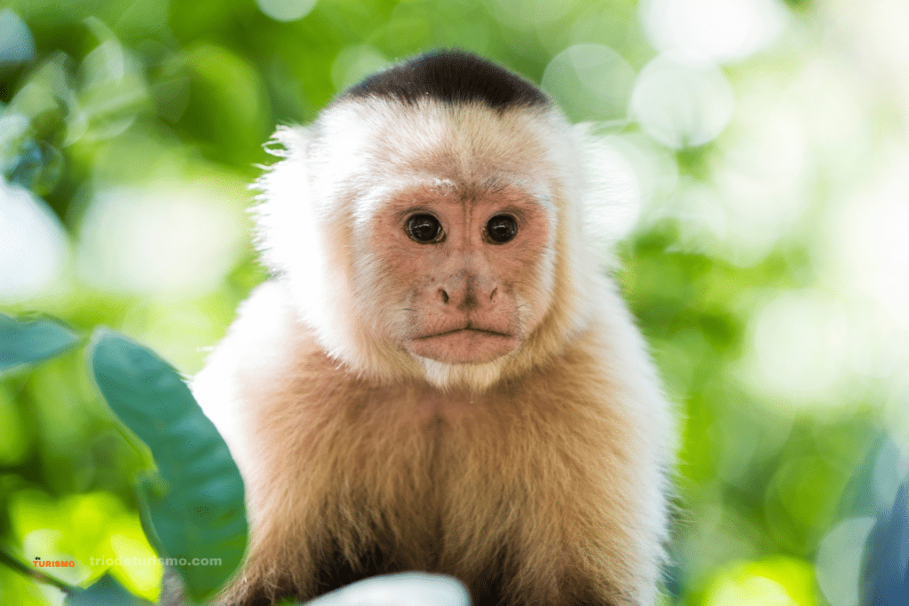 Singe a face blanche