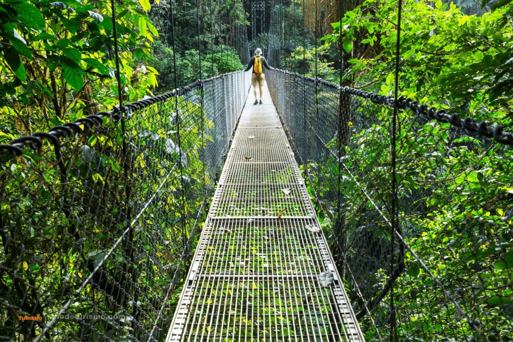 Les singes du Costa Rica, ponts suspendus dans la canopee