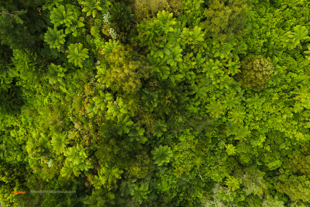la canopée des forêts du Costa Rica