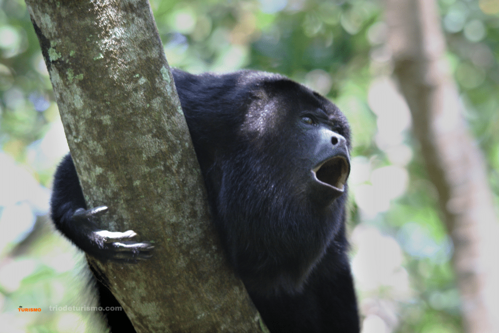 Singe Hurleur ou Mono Congo