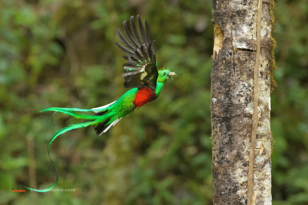 le quetzal au Costa Rica