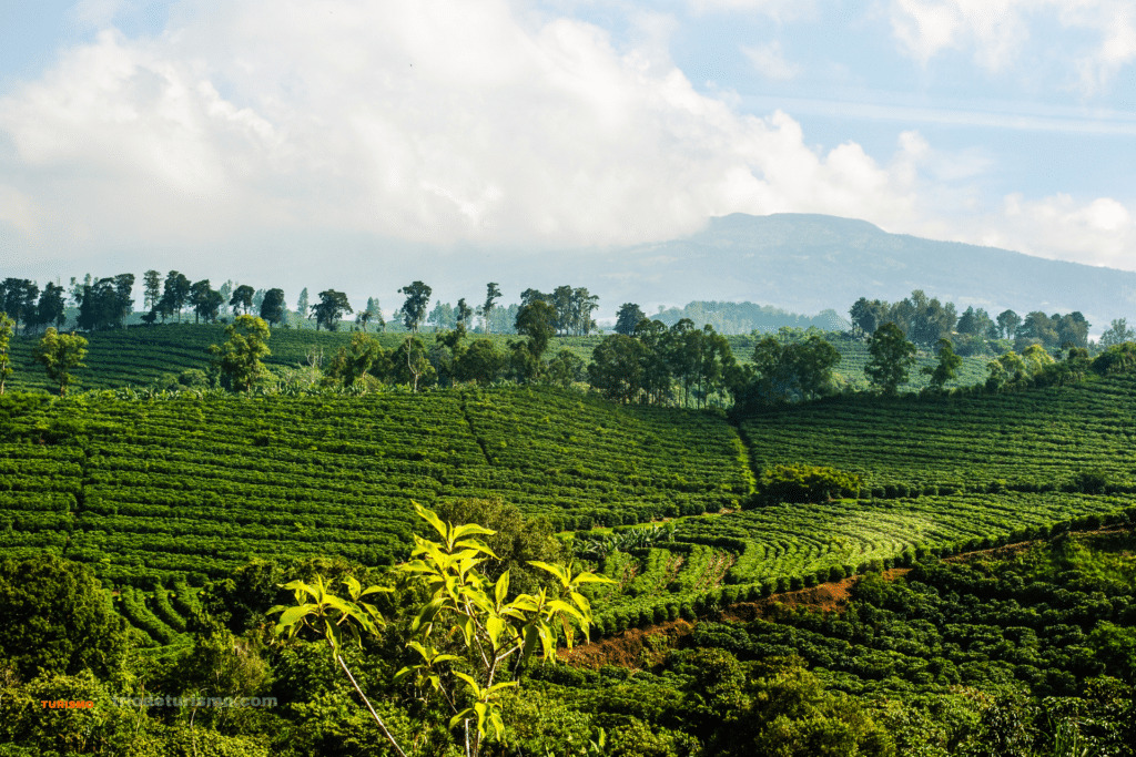 Plantation de cafe dans la vallee centrale du Costa Rica