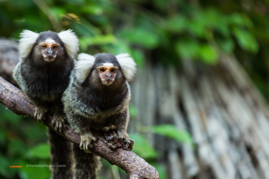 Les singes en Équateur, Informations