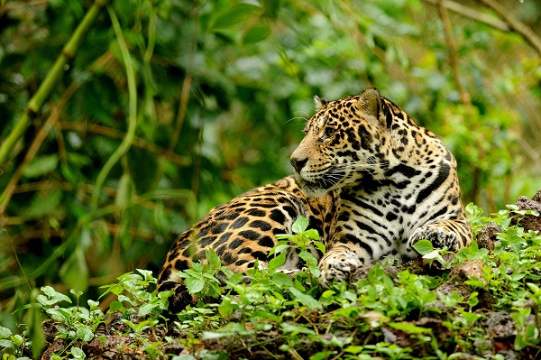 Trois parcs nationaux peu visités, le jaguar dans le parc national de Corcovado, Costa Rica