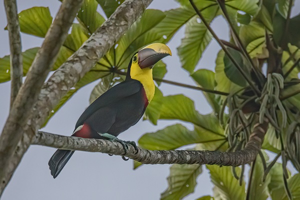 Le parc national Marino Ballena. Le toucan