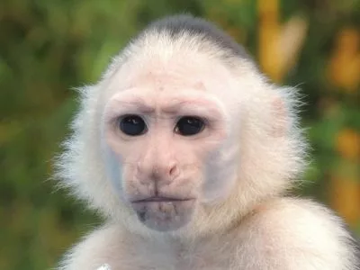 Singe a face blanche