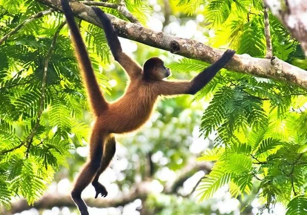 Singe araignee. Sejour sur mesure au Costa Rica