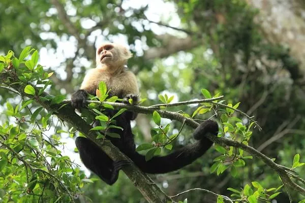 Les singes du Costa Rica