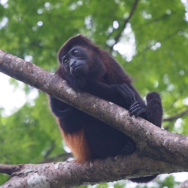 Le parc national Barbilla. singe hurleur