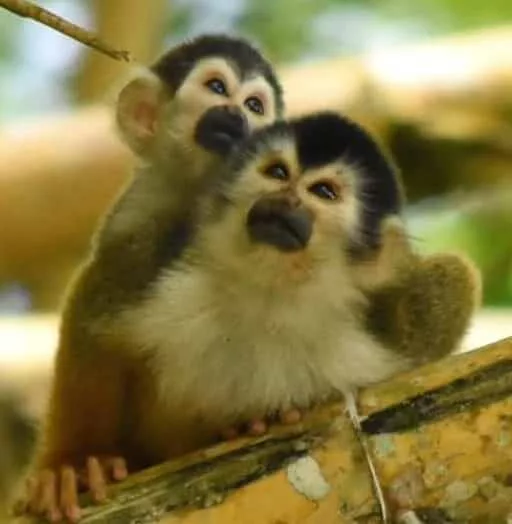 Mono titi, les singes du Costa Rica