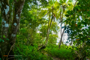 Le parc national de Corcovado, voyager au costa rica