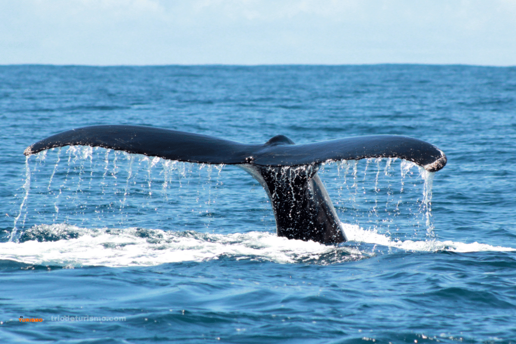 Les 5 destinations à ne pas manquer, baleine à bosses au Costa Rica