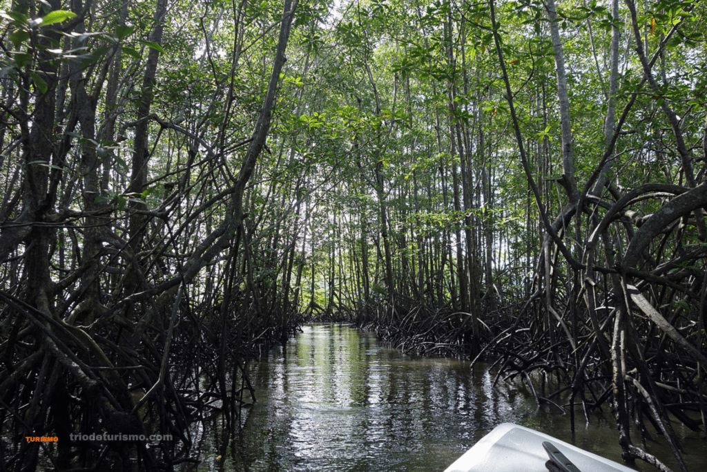 Les mangroves du Rio Sierpe