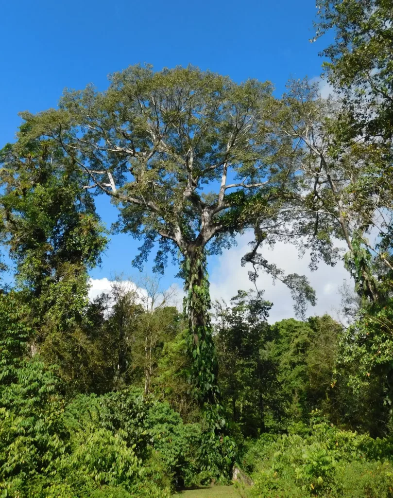 Le Ceiba pendantra au Costa Rica. Sejour et voyage au Costa Rica