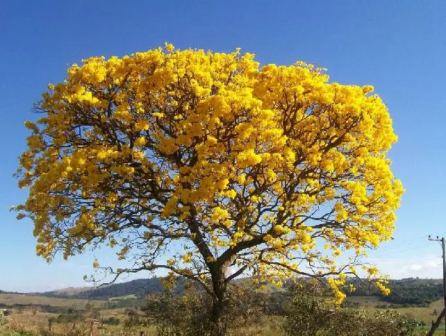 Corteza Amarilla au Costa Rica. sejour sur mesure au Costa Rica. Voyage au Costa Rica