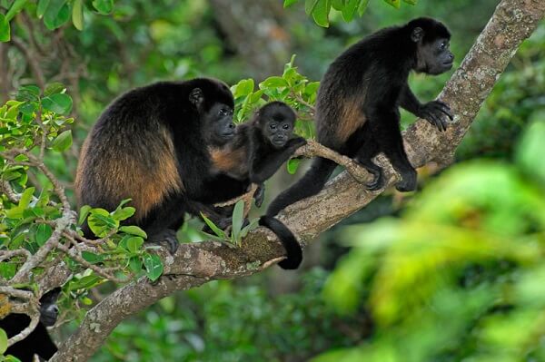 Le parc national Braulio Carrillo. Circuit au Costa rica