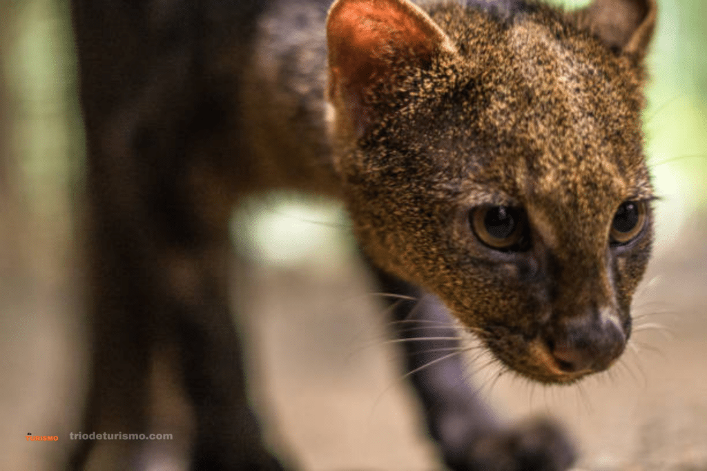Les félins du Costa Rica, le jaguarundi