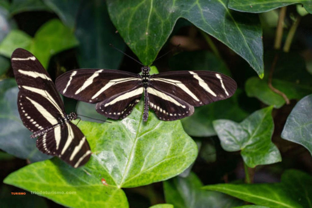 Papillon Zebre, les insectes du Costa Rica