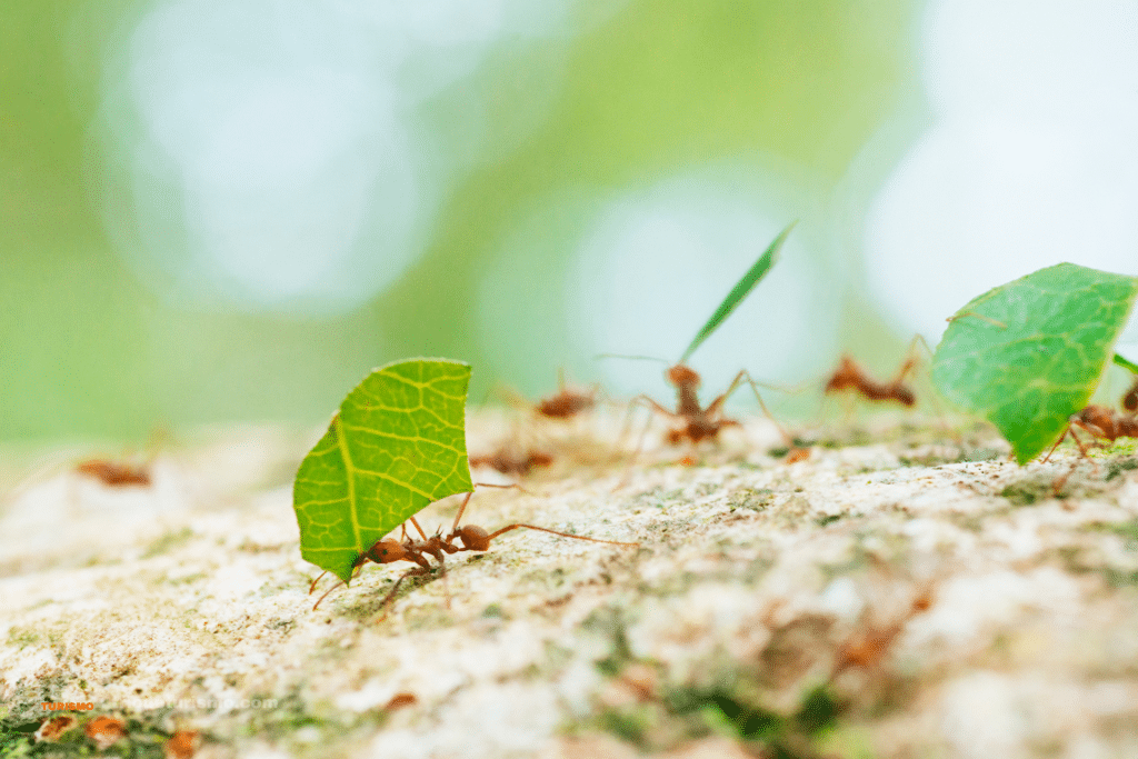 Les fourmis parasol ou zampopa. Insectes du Costa Rica