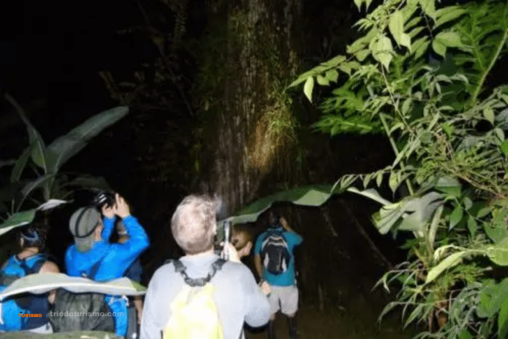 Observations nocturnes au Costa Rica. Insectes du Costa Rica