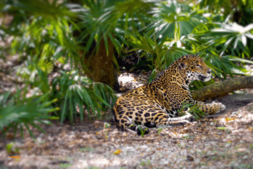 Les félins du Costa Rica, le jaguar