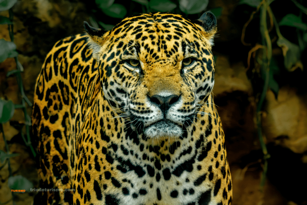 Les félins du Costa Rica, le jaguar