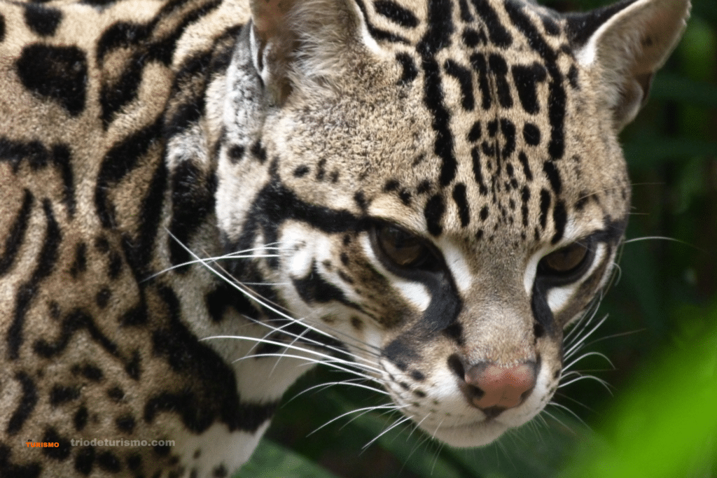 Les félins du Costa Rica, l'ocelot