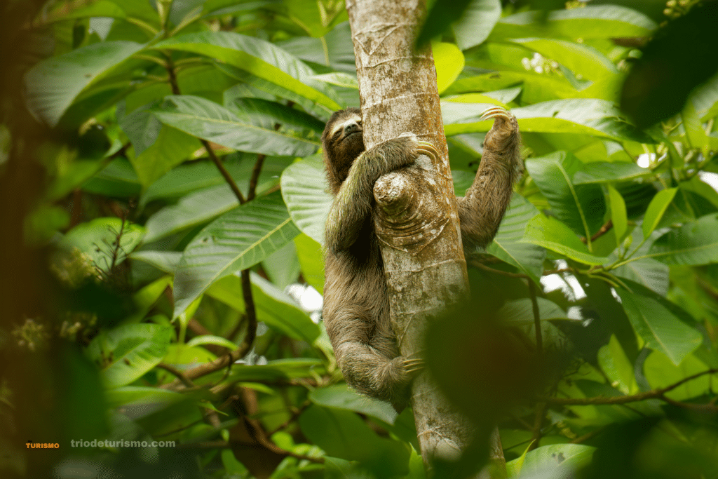 Paresseux à trois doigts, Les parcs nationaux méconnus du Costa Rica