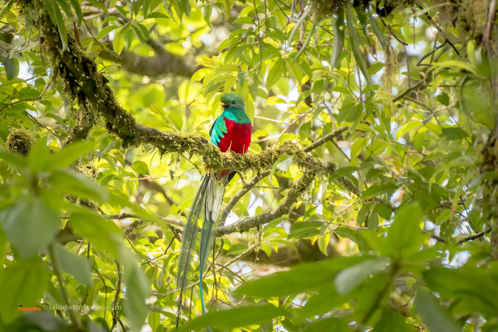 Le parc national des Quetzals