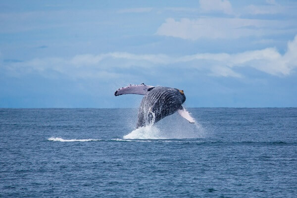 Baleine a bosses. Parc Marino Ballena, Uvita. Voyage au Costa Rica, sejour au Costa Rica