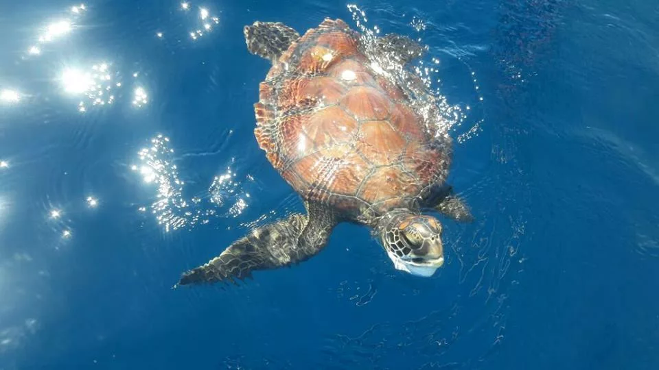 île Cano et île Tortuga. Sejour au Costa Rica