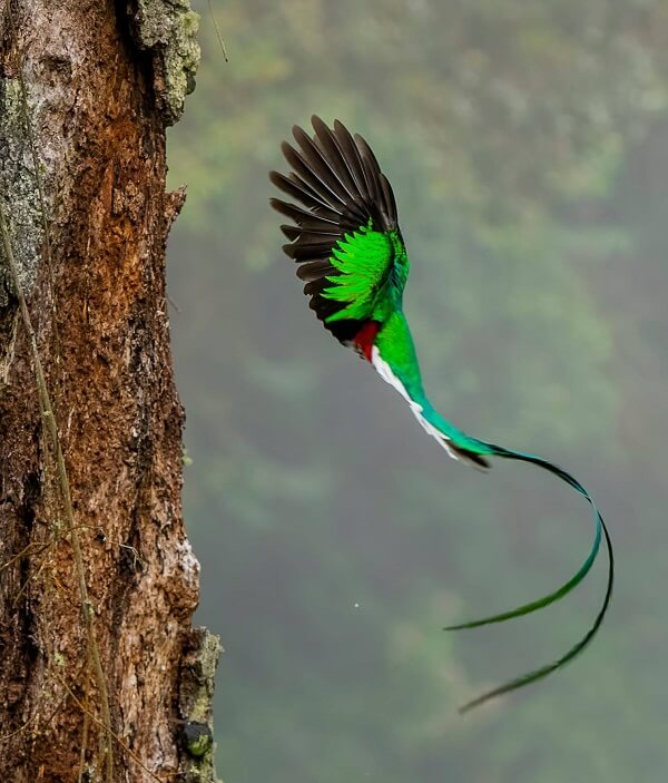 Le parc national des Quetzals. Sejour sur mesure au Costa Rica
