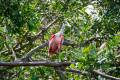 spatule rose, voyage au Costa Rica