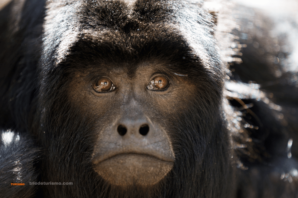 Singe Hurleur ou Mono Congo, partir au Costa Rica