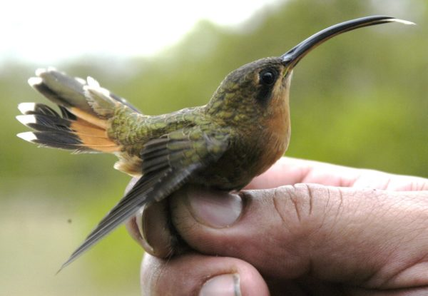 La protection de  la faune, colibri au Costa Rica