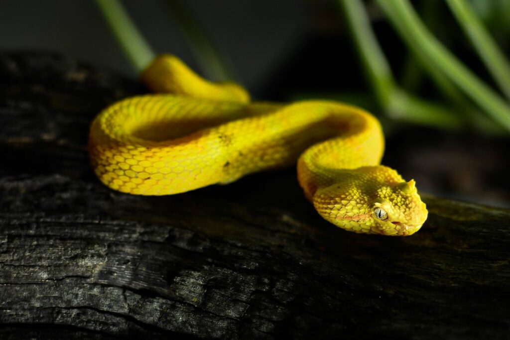 Protection de la faune sauvage du Costa Rica. Sejour au Costa Rica