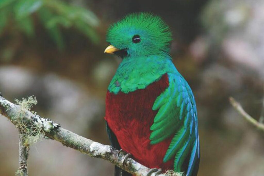 Le quetzal, emblematique du Costa Rica et de San Gerardo de Dota