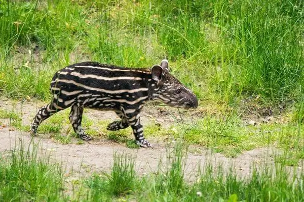 Le Tapir au Costa Rica