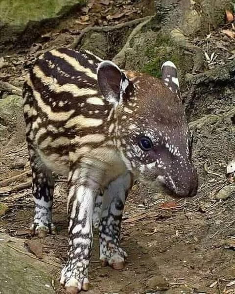Le Tapir au Costa Rica. voyage sur mesure au Costa Rica