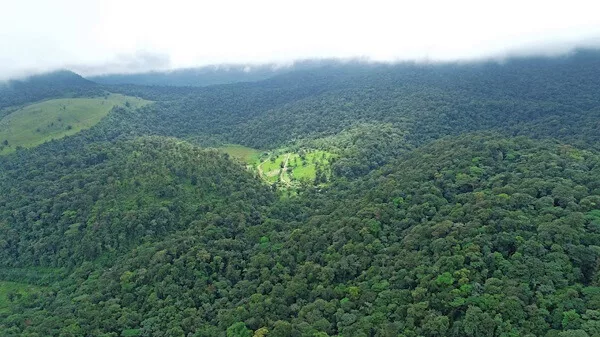 Le Tapir au Costa Rica, tapir vallee. 