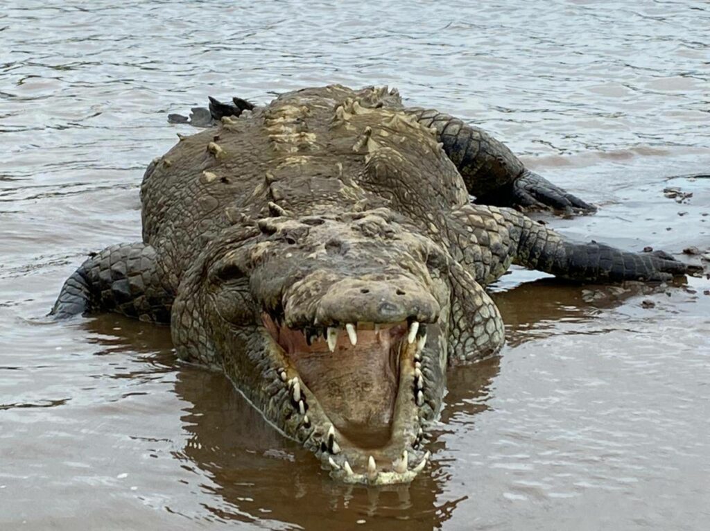 Les crocodiles du Costa Rica