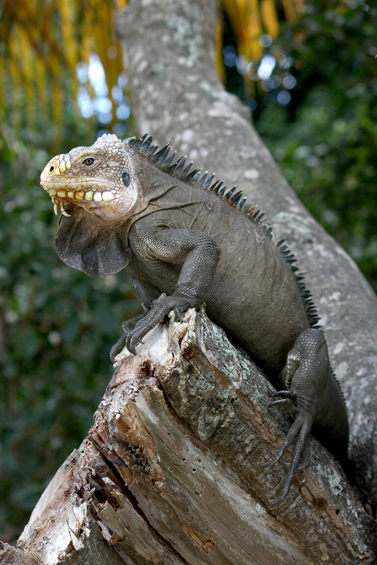 800px-Iguana_delicatissima_in_Coulibistrie_e04