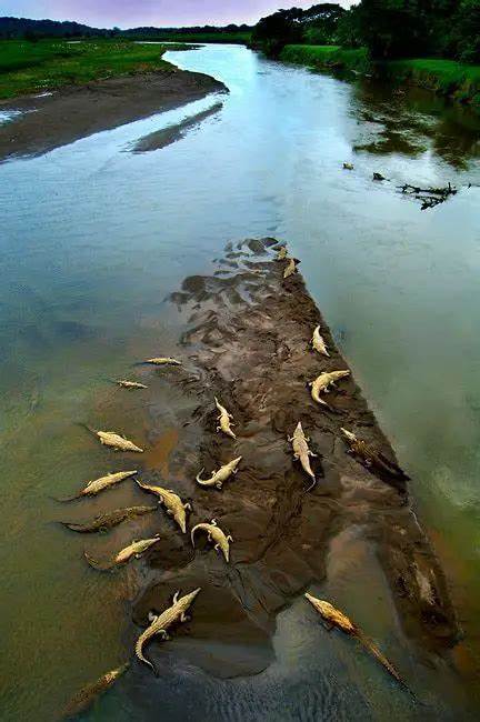 Les crocodiles du Costa Rica, vue du pont du Rio Tarcoles