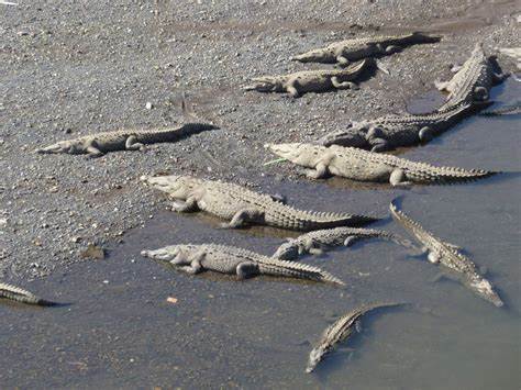 Les crocodiles du Costa Rica, le Rio Tarcoles