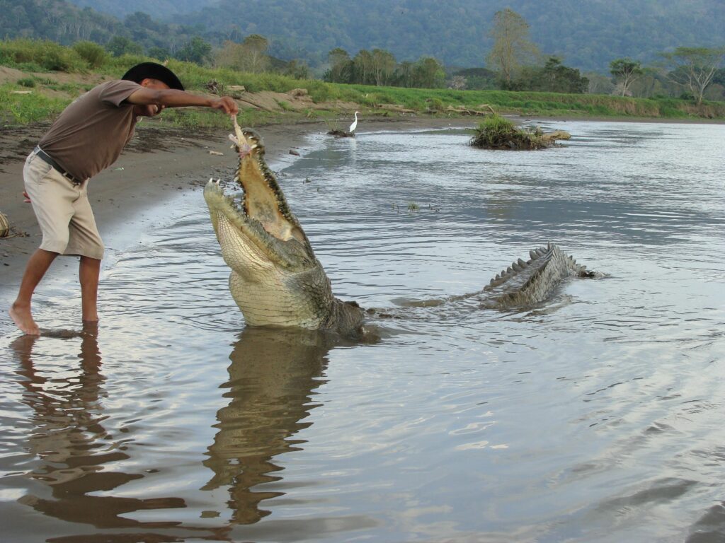 Jungle crocodile tour au Rio Tarcoles