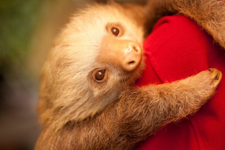 Un adorable bébé paresseux (Bradypus variegatus) avec une expression douce et émerveillée dans la forêt tropicale du Costa Rica.