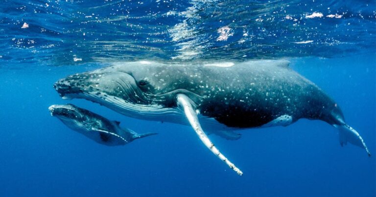 Une maman baleine (Megaptera novaeangliae) et son baleineau nageant ensemble dans les eaux de Bahía Drake, sur la péninsule d'Osa au Costa Rica.